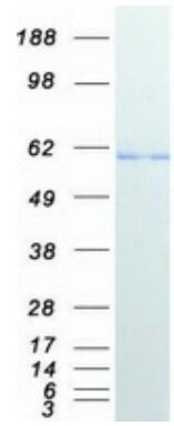 Coomassie blue staining of purified HDAC1 protein.